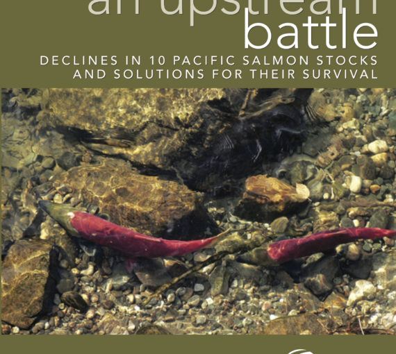 An Upstream Battle: Declines in 10 Pacific Salmon Stocks and Solutions for Their Survival