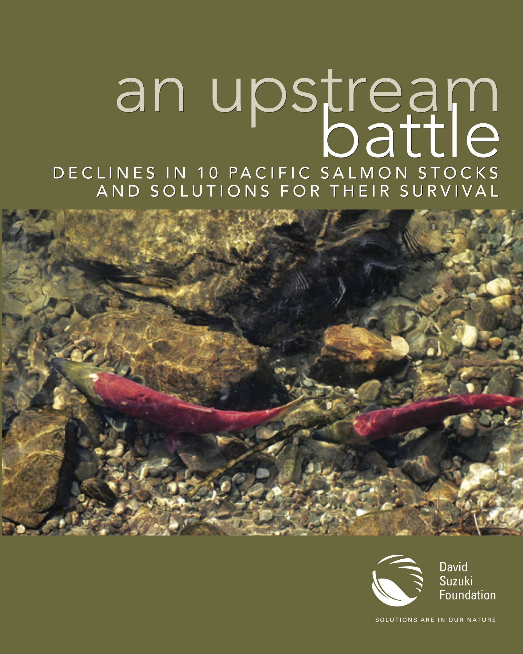 An Upstream Battle: Declines in 10 Pacific Salmon Stocks and Solutions for Their Survival