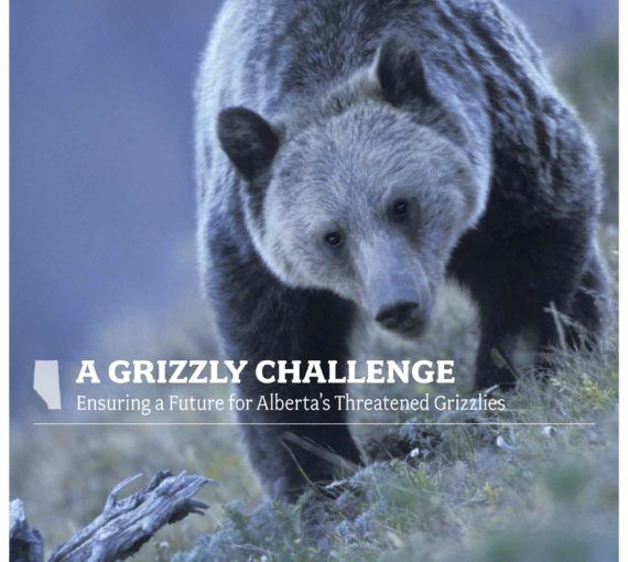 A Grizzly Challenge: Ensuring a Future for Alberta's Threatened Grizzlies