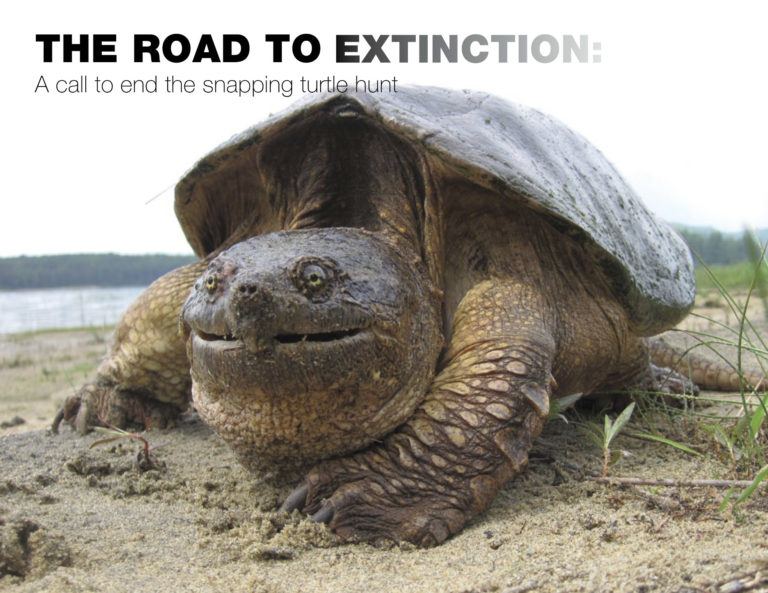 The Road to Extinction A Call to End the Snapping Turtle Hunt David