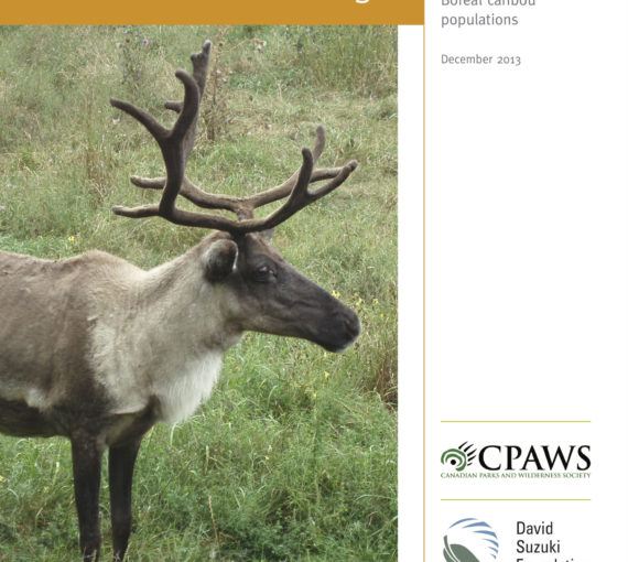 Population Critical: How Are Caribou Faring?