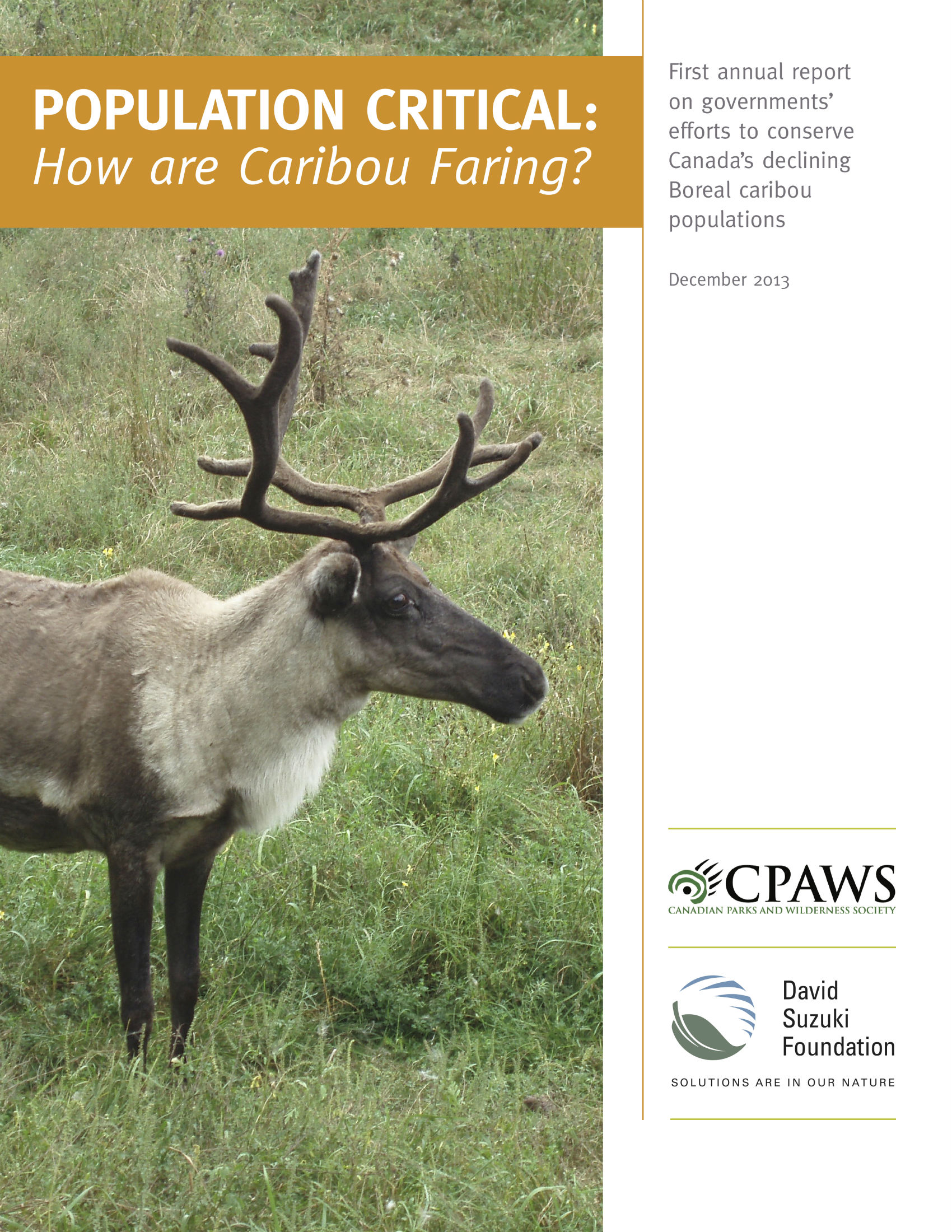 Population Critical: How Are Caribou Faring?