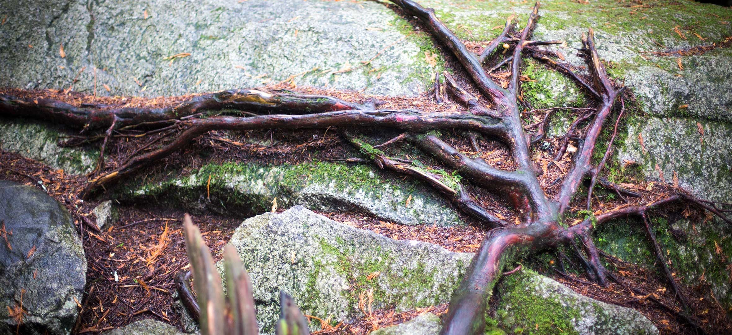 Roots growing over a boulder at Stawamus Chief, Squamish, B.C.