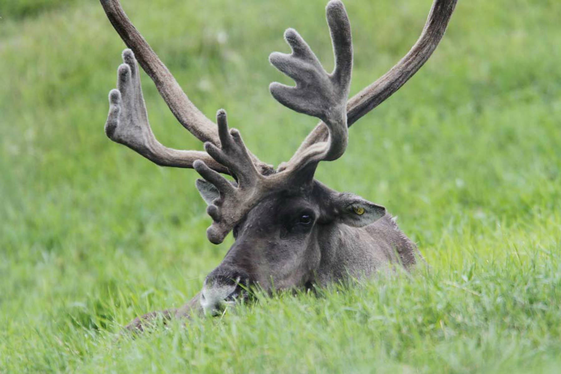 Alberta is home to two of Canada's imperilled caribou populations