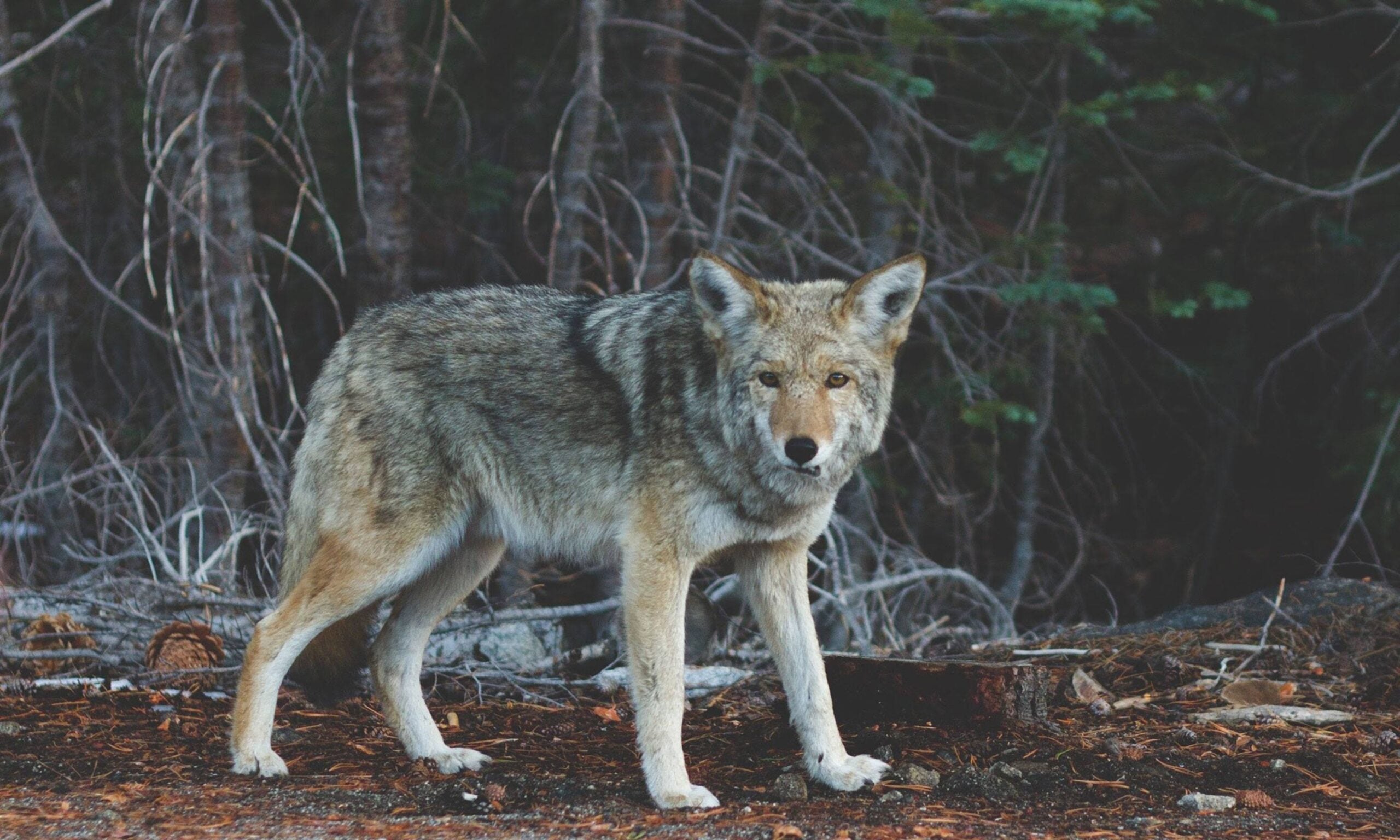 洋楽 WOLF: WOLF wolf-hero-scaled.jpg
