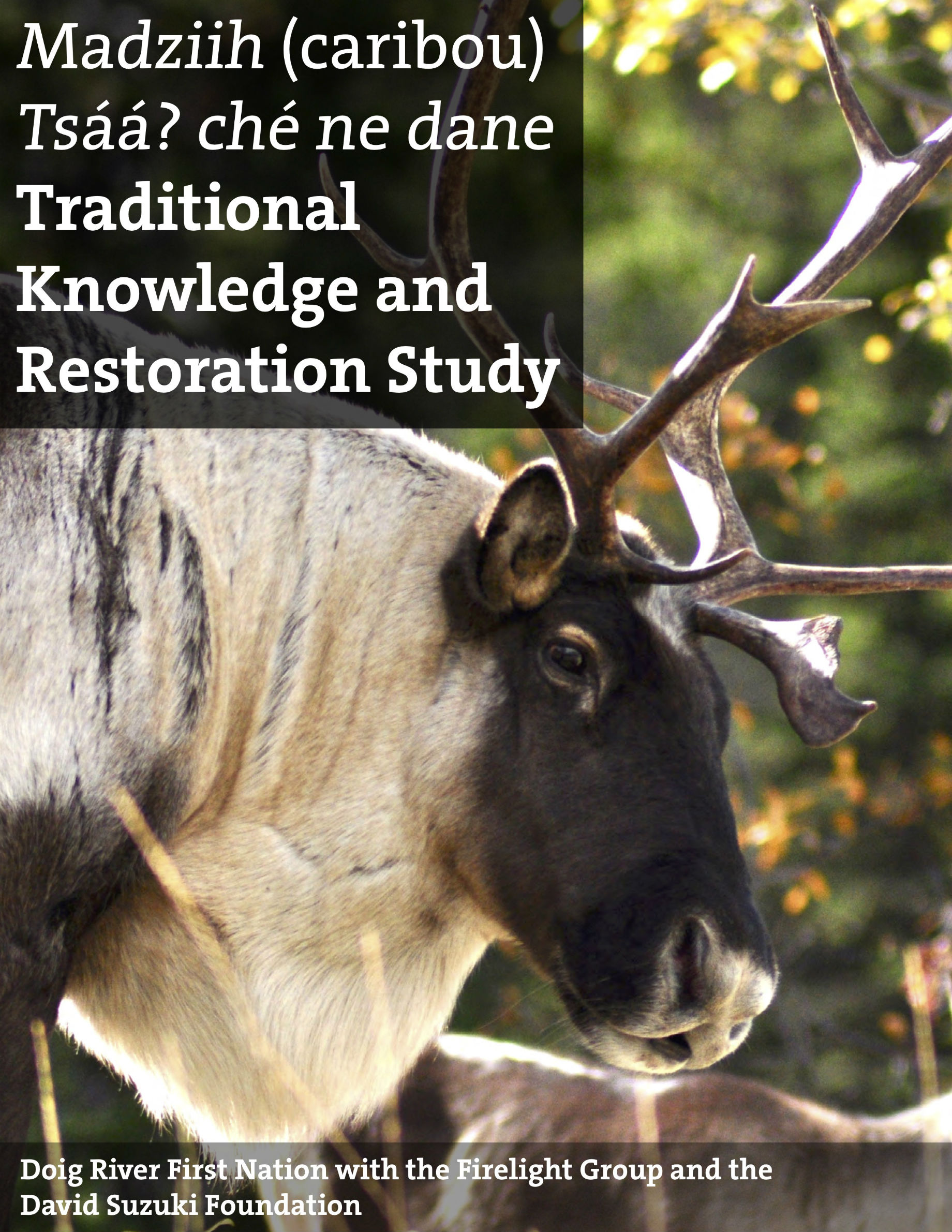Madziih (Caribou) Tsáá? Ché Ne Dane Traditional Knowledge and Restoration Study