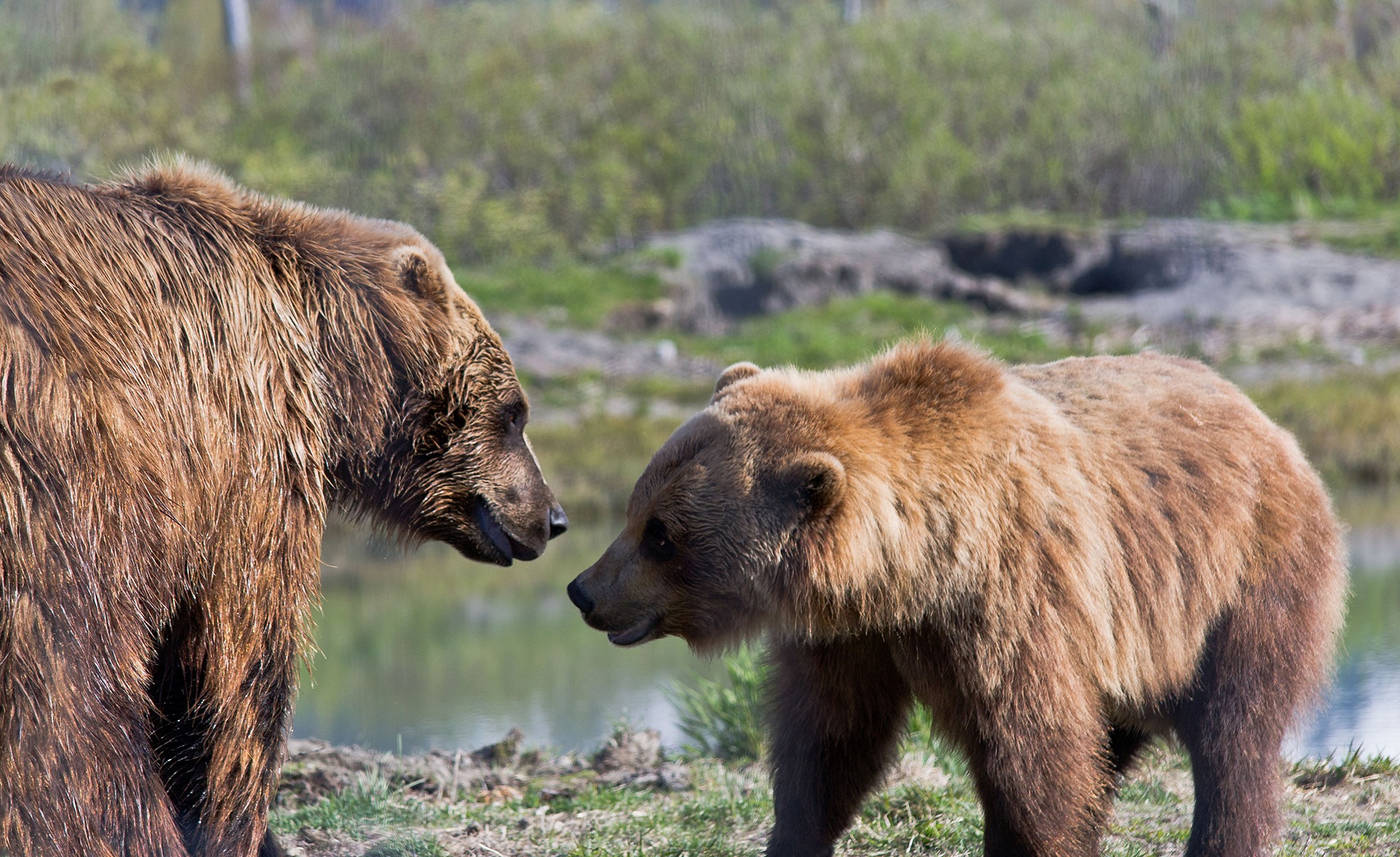 Grizzly bears at the Alaska Wildlife Sanctuary in Whittier, Alaska.