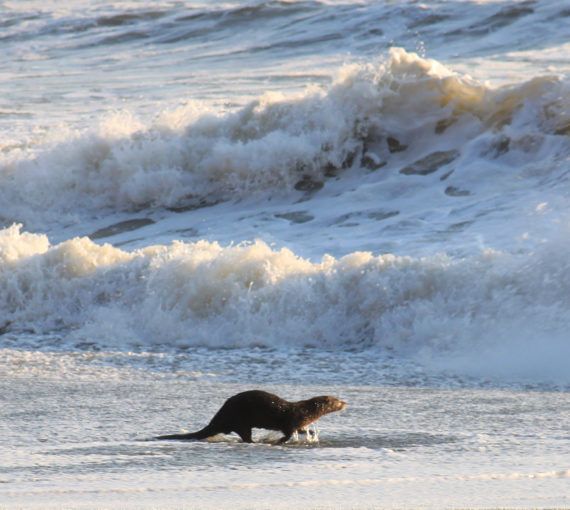 A Pacific otter splashes in breaking waves.