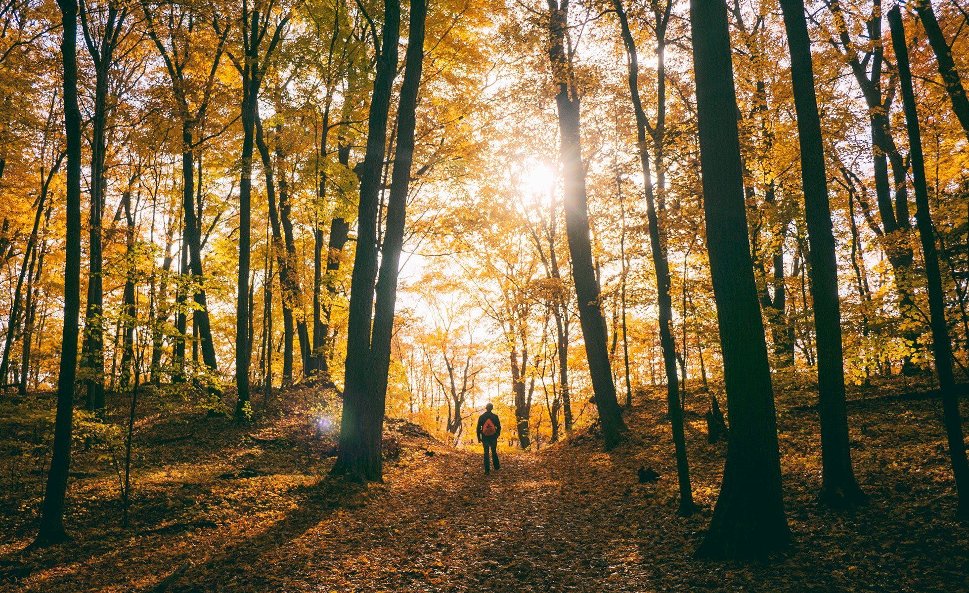 A person stands amidst a forest on an autumn day.
