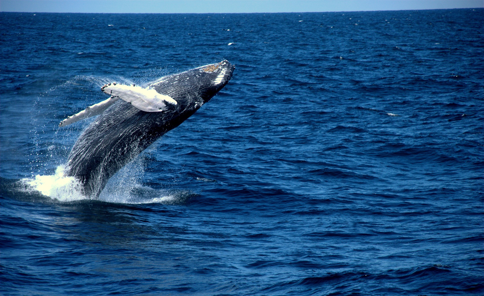 A whale breaching.