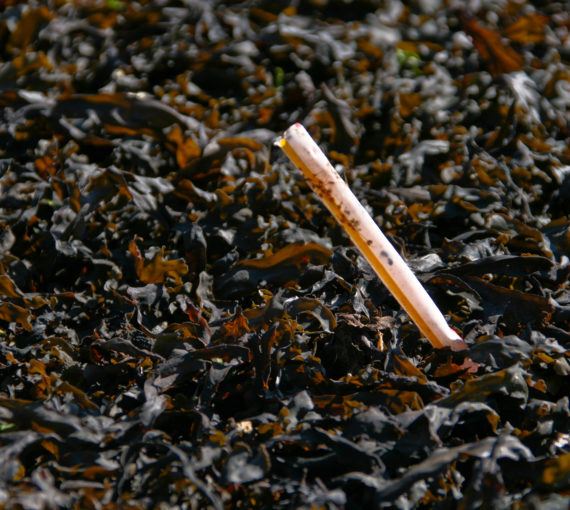 A plastic straw is caught in seaweed.