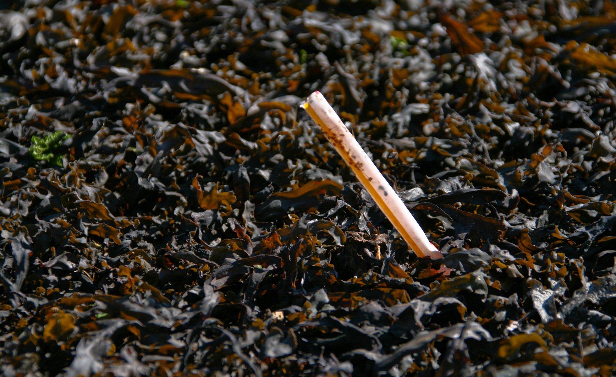 A plastic straw is caught in seaweed.