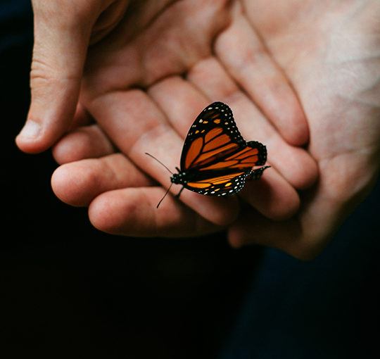 A monarch butterfly held in two hands.