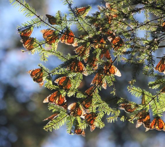 Monarch butterflies gather in a tree.