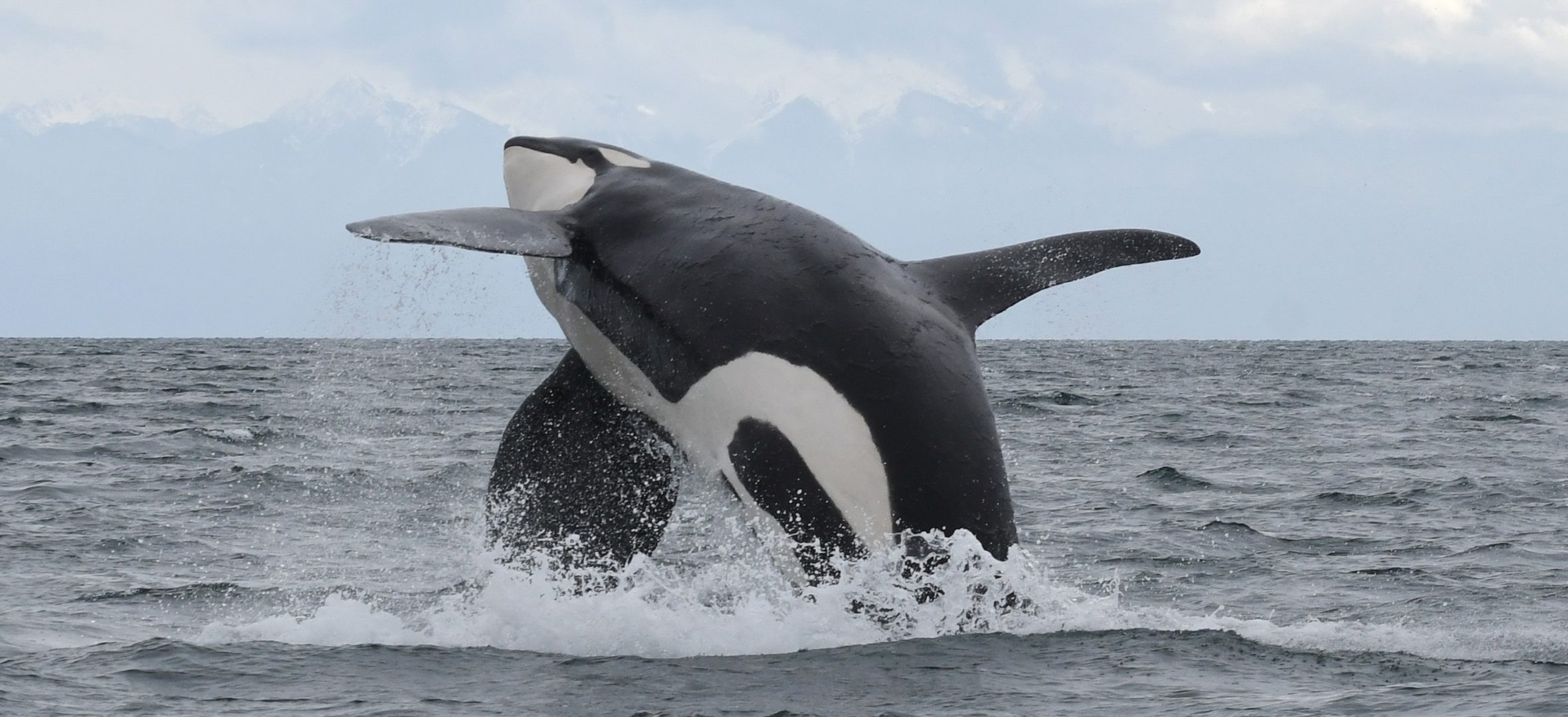 An orca breaching.