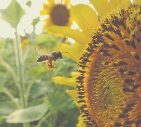 A bee flies up to a sunflower