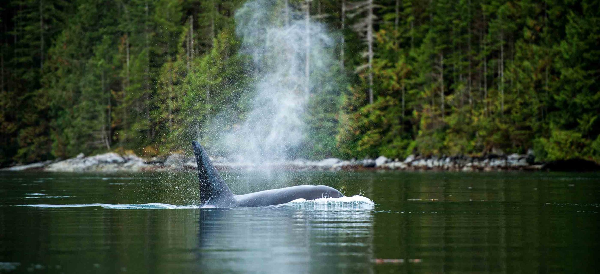 An orca in the water