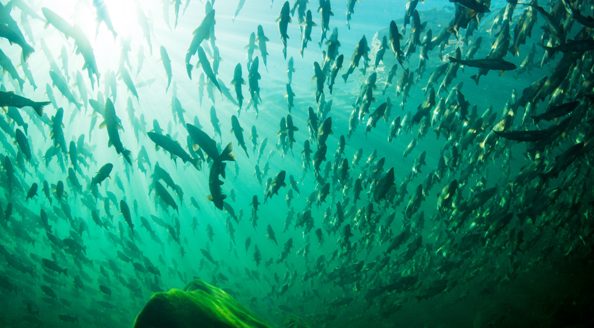Underwater picture of a shoal of pink salmon. Photo: April Bencze