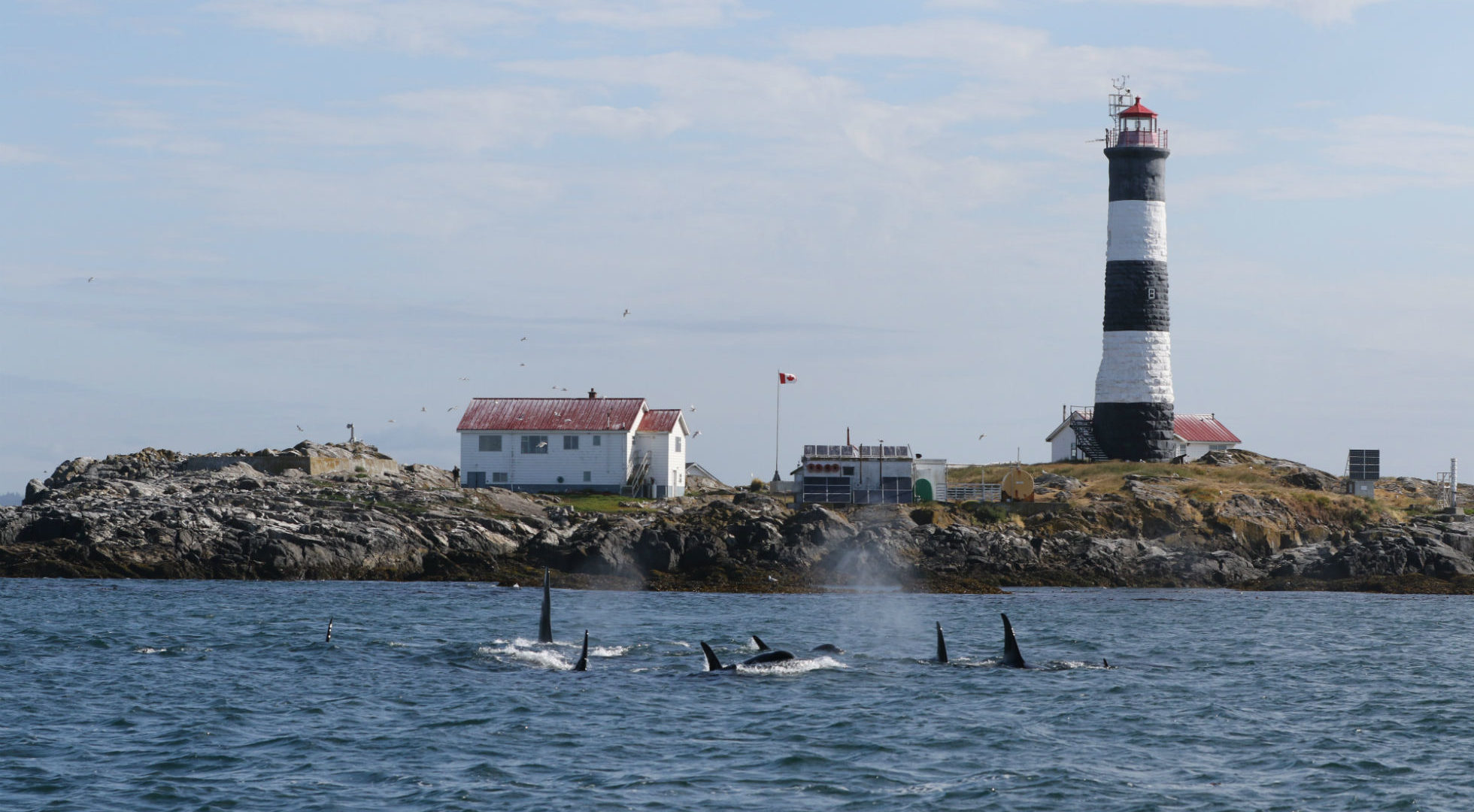 A pod of orcas with a lighthouse on a rock in the background