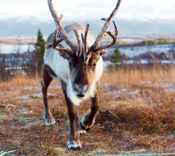 Caribou deserve Quebec’s (and Canada’s) protection - David Suzuki ...