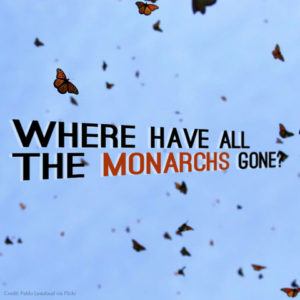 Where have all the monarch's gone?