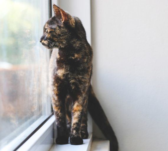 Cat sitting in window