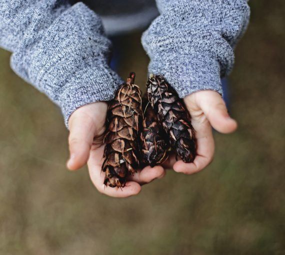 Woman holding douglas fir cones