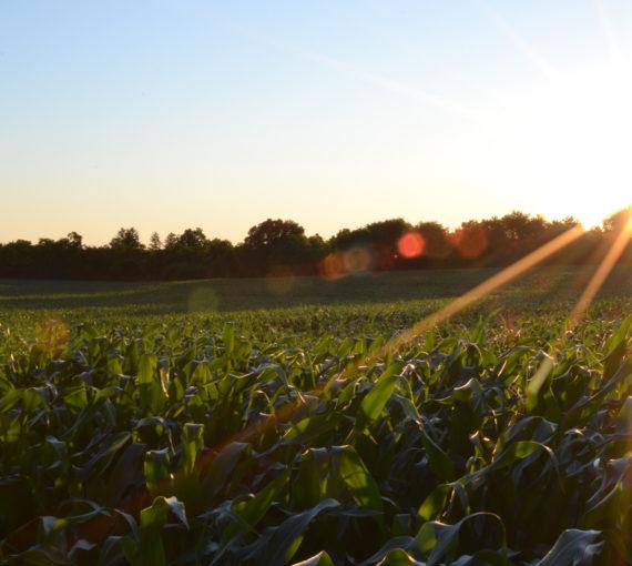 The sun sets over a produce field.