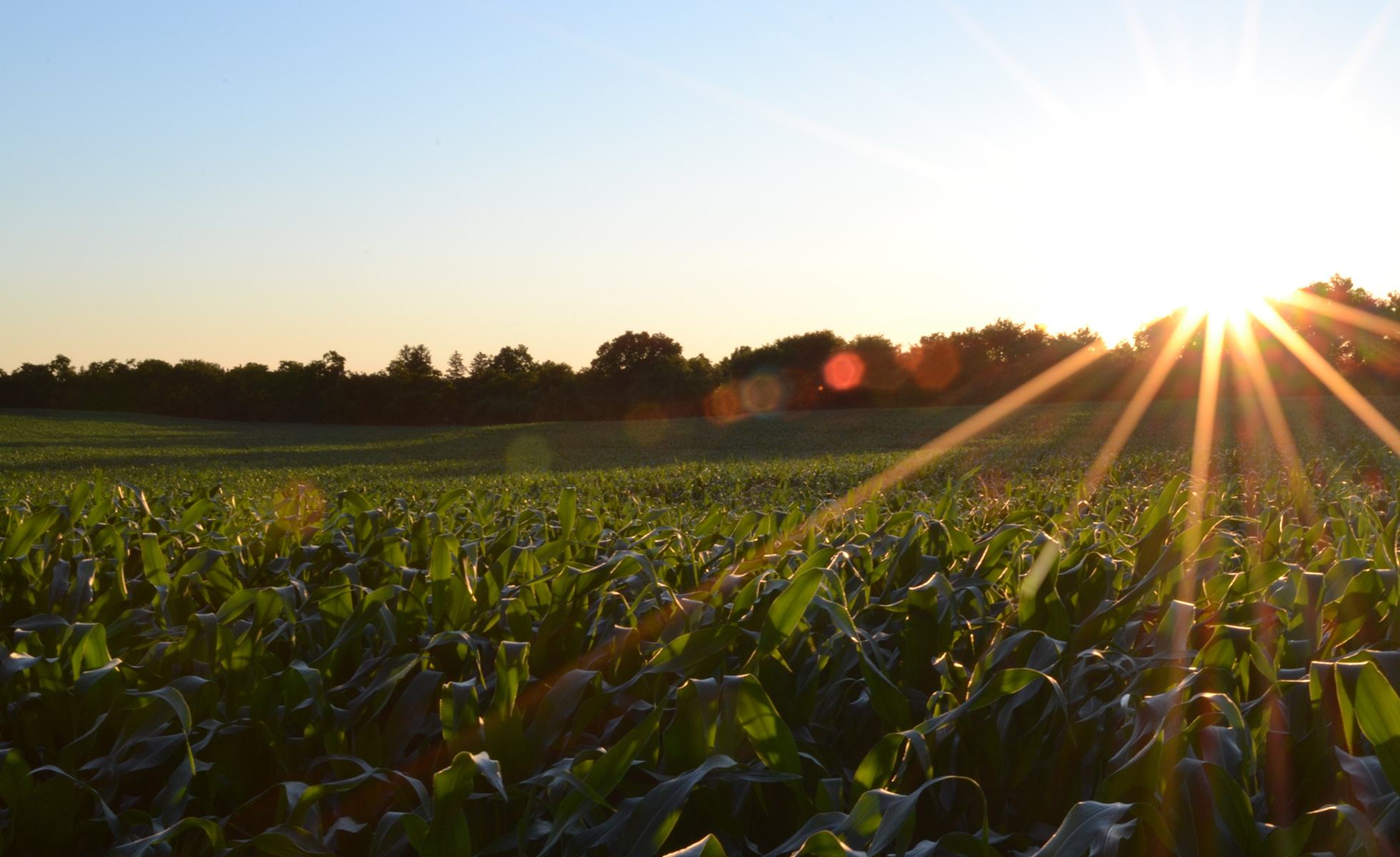 The sun sets over a produce field.