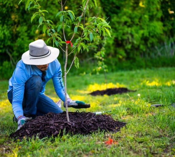 Person planting tree