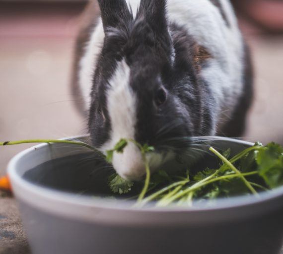 Rabbit eating leafy greens