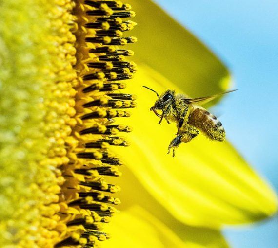 Bee collecting pollen from a sunflower
