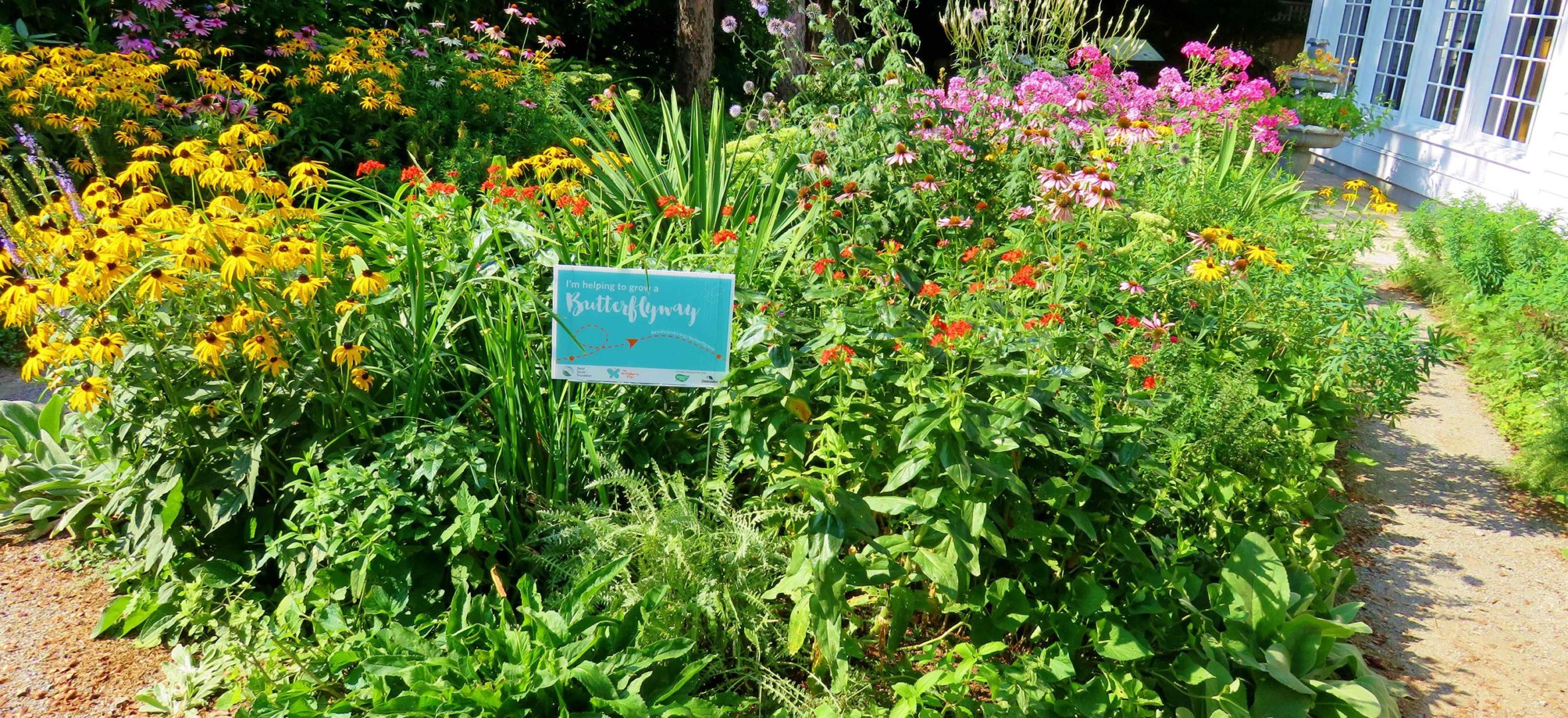 A pollinator patch in Markham, Ontario