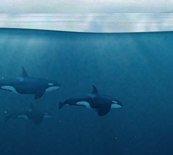 Salish Sea orcas artwork