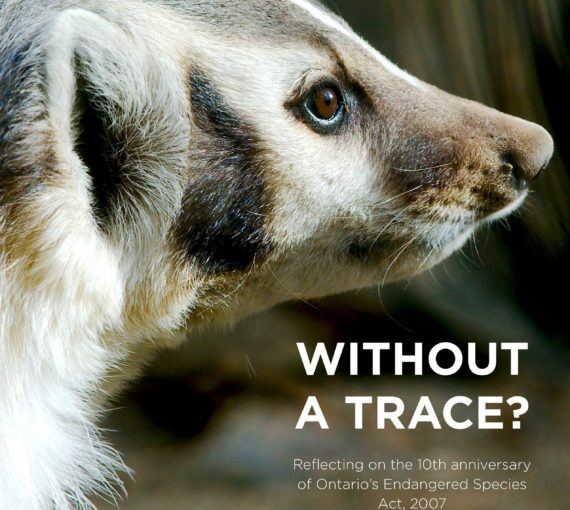 Without a trace: Reflecting on the 10th Anniversary of Ontario’s Endangered Species Act, 2007 cover