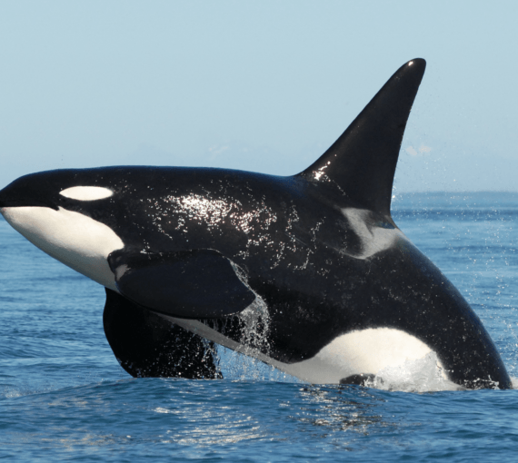 Salish Sea Orcas L-pod