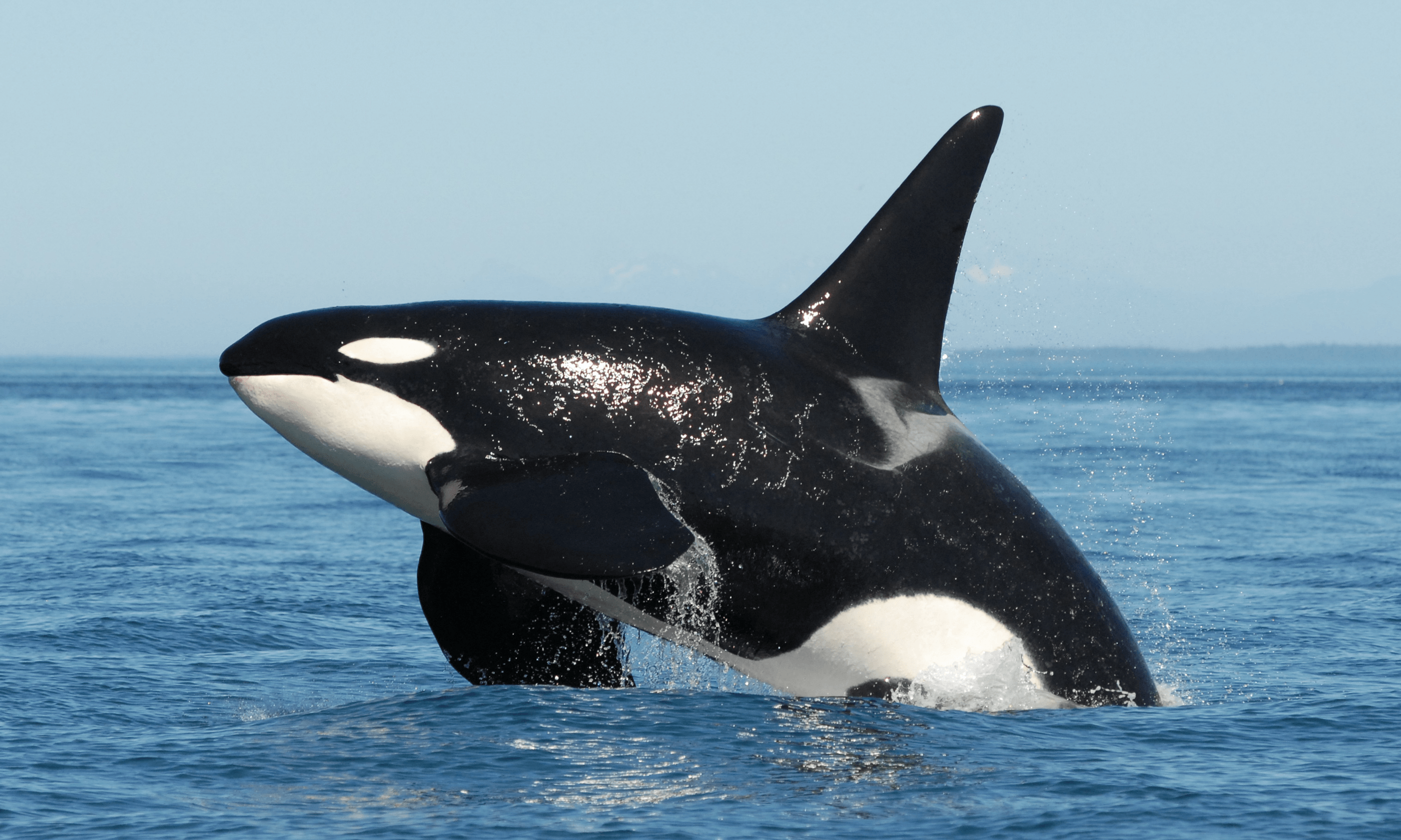 Salish Sea Orcas L-pod