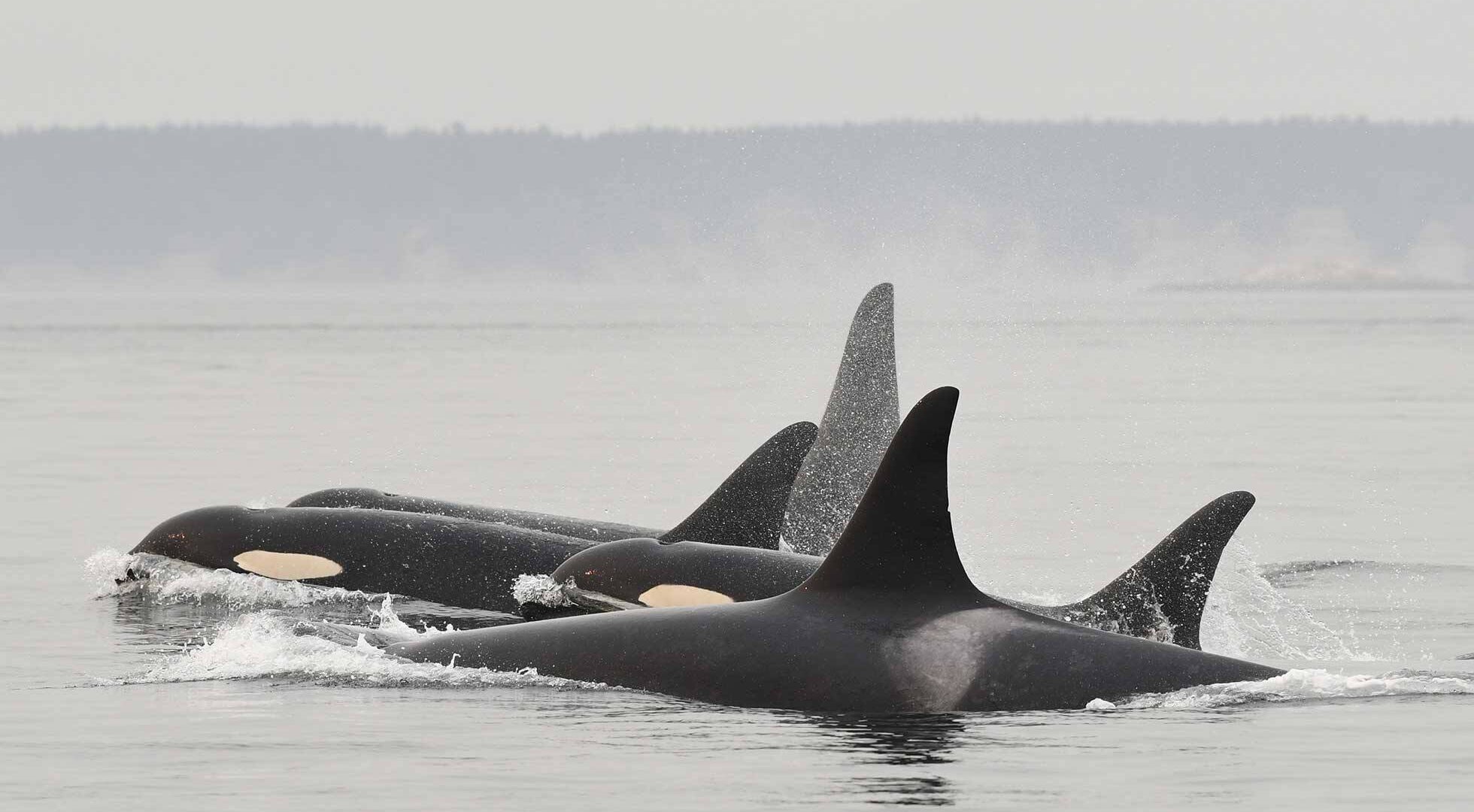 Salish sea orcas L-pod