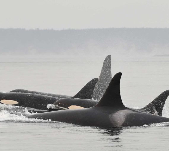 Salish sea orcas L-pod