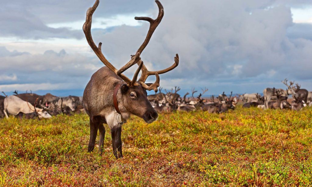 Will anyone act to save the caribou? Ontario is not. - David Suzuki ...