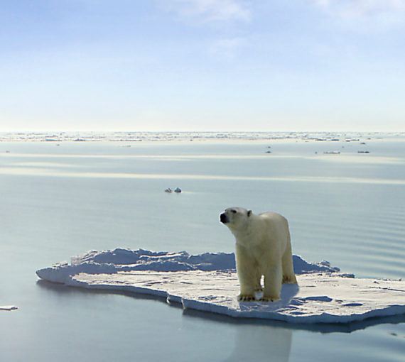 polar bear ice floe