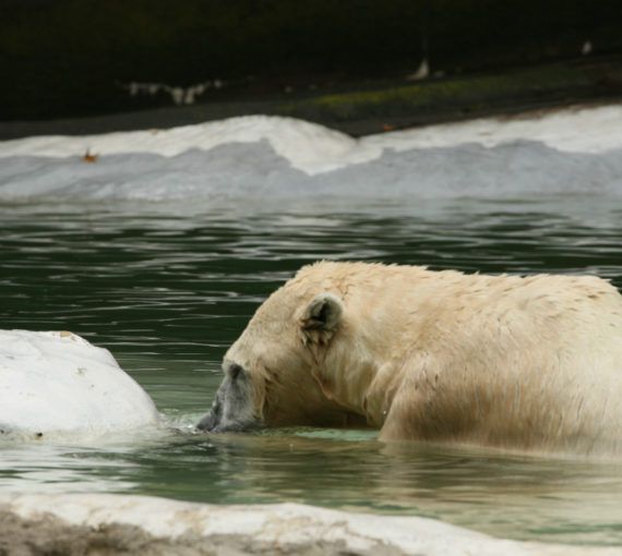 polar bear water