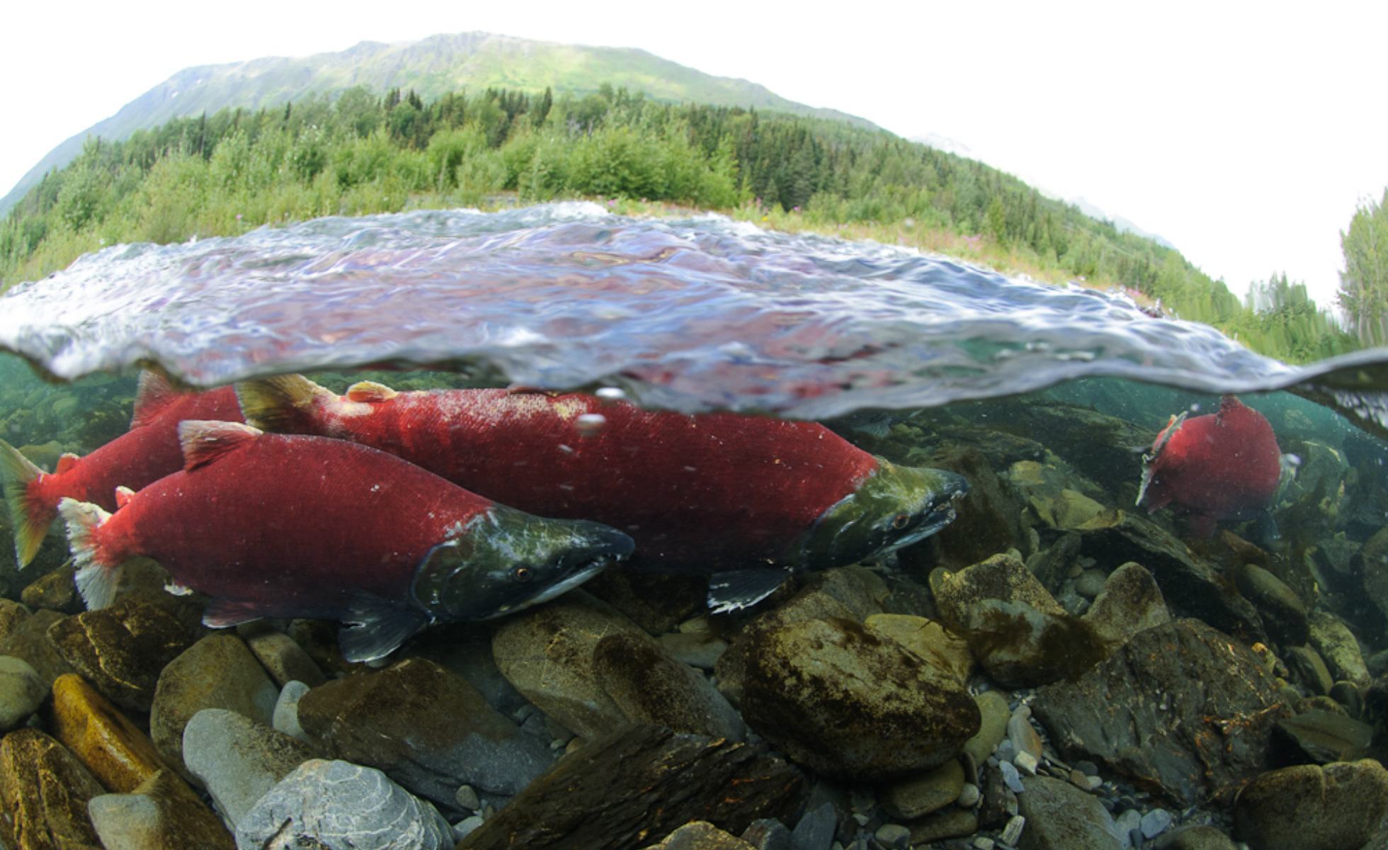 sockeye salmon kenai river