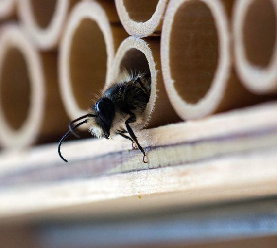 bee-house Bee in a bee house