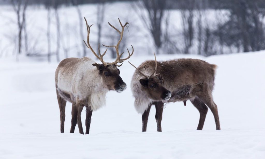 Caribou can’t survive without a place to live David Suzuki Foundation