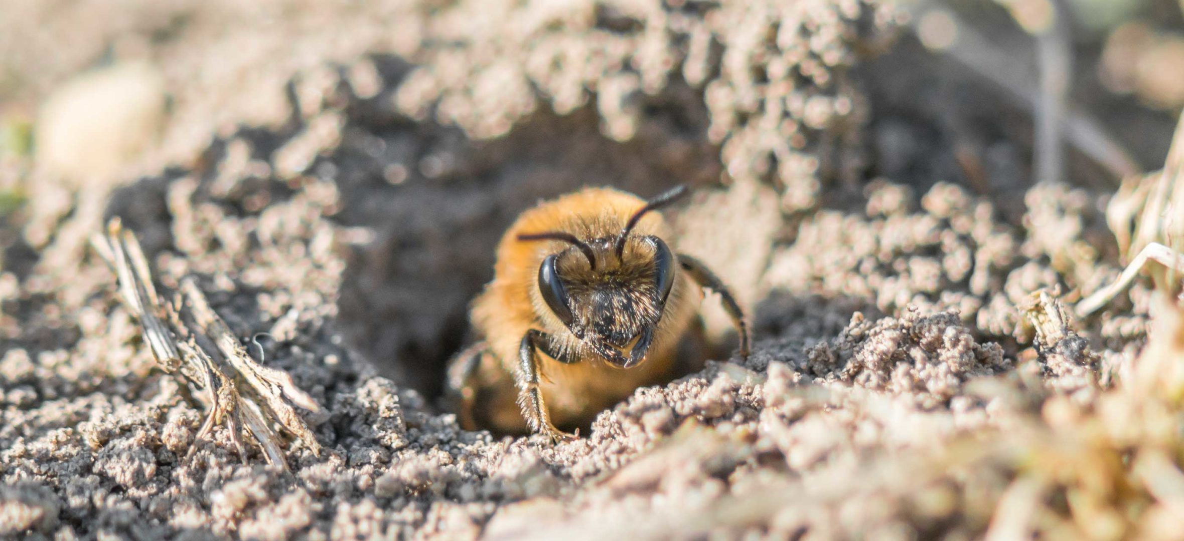 Mining bee