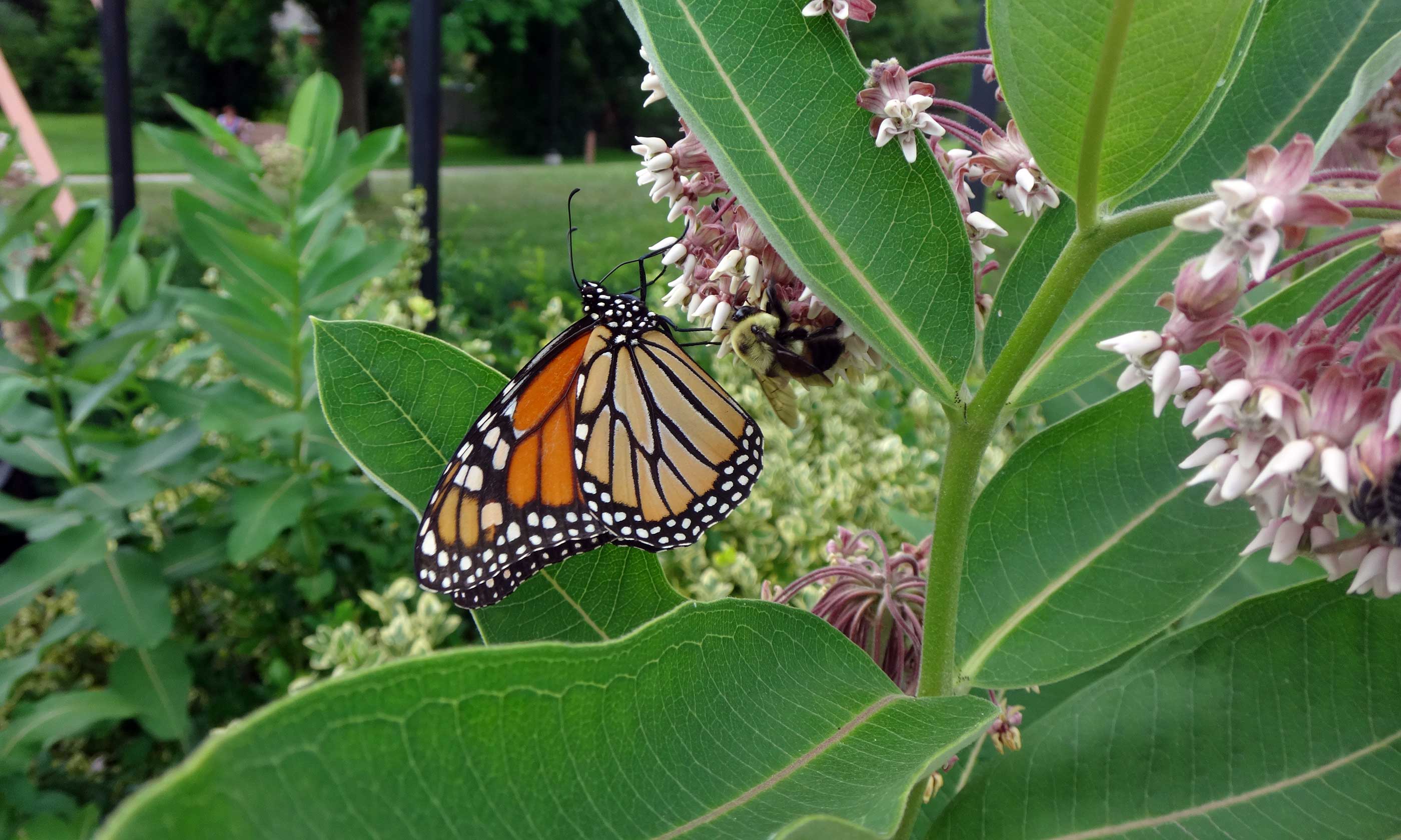 Monarch butterfly and bumblebee on milkweed