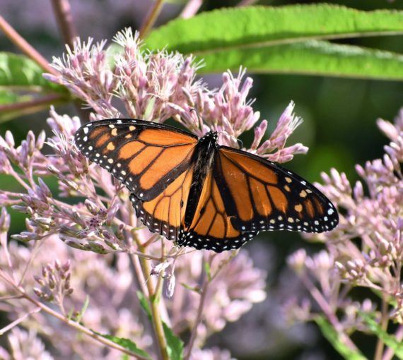 A monarch butterfly on milkweed plantings