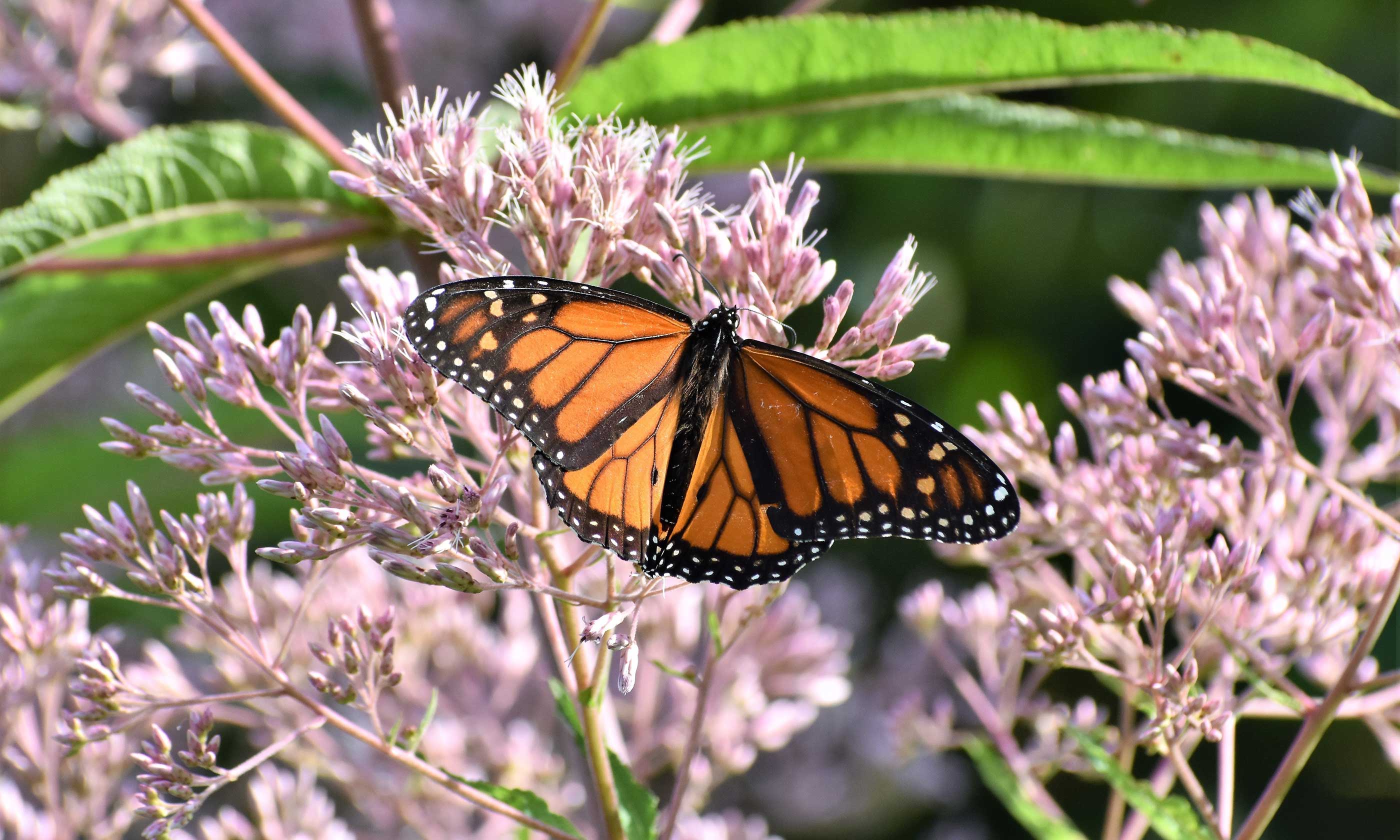 A monarch butterfly on milkweed plantings