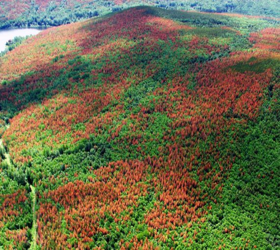 pine beetle infested forest